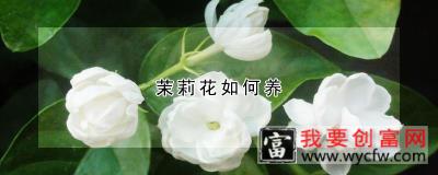 茉莉花如何养