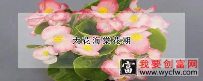 大花海棠花期