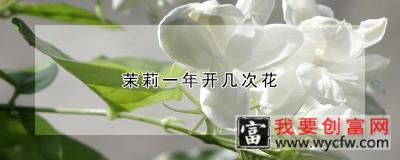 茉莉一年开几次花