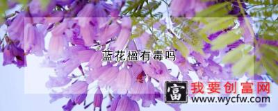 蓝花楹有毒吗