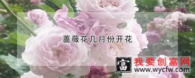 蔷薇花几月份开花