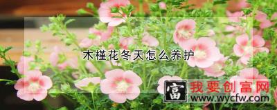 木槿花冬天怎么养护