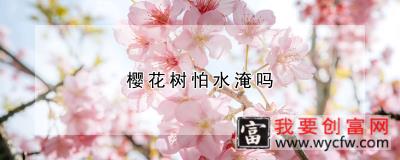 樱花树怕水淹吗