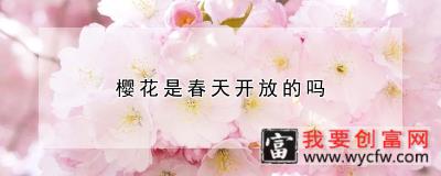 樱花是春天开放的吗