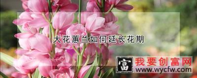 大花蕙兰如何延长花期