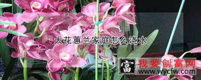 大花蕙兰家庭怎么浇水