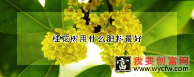 桂花树用什么肥料最好