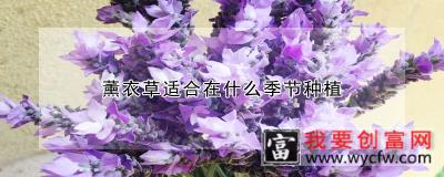 薰衣草适合在什么季节种植