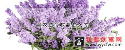 薰衣草放花瓶怎么养