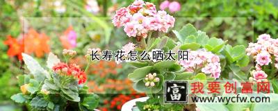 长寿花怎么晒太阳