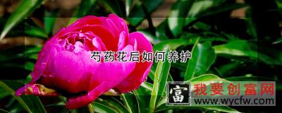 芍药花后如何养护