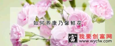 如何养康乃馨鲜花