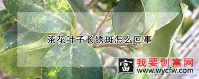 茶花叶子长锈斑怎么回事