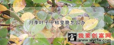 月季叶子干枯变脆怎么办