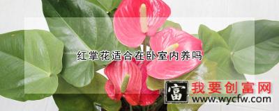 红掌花适合在卧室内养吗