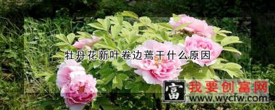 牡丹花新叶卷边蔫干什么原因