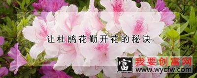 让杜鹃花勤开花的秘诀