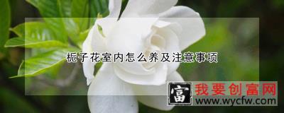 栀子花室内怎么养及注意事项