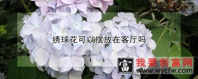 绣球花可以摆放在客厅吗