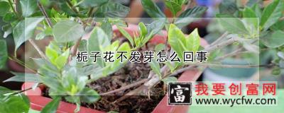 栀子花不发芽怎么回事