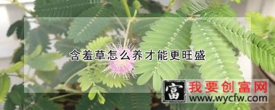 含羞草怎么养才能更旺盛