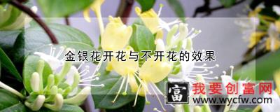 金银花开花与不开花的效果