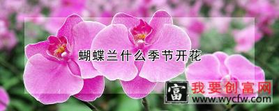 蝴蝶兰什么季节开花