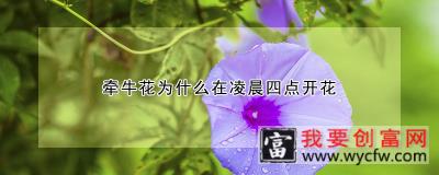 牵牛花为什么在凌晨四点开花