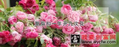 胭脂扣一年开几次花