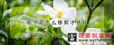 栀子花怎么修剪才开花