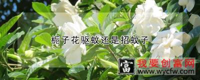 栀子花驱蚊还是招蚊子