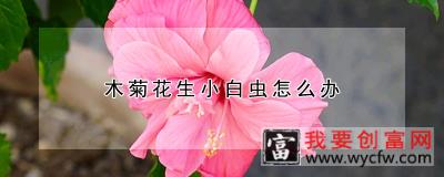 木菊花生小白虫怎么办