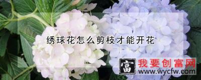 绣球花怎么剪枝才能开花