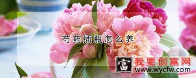 芍药插瓶怎么养