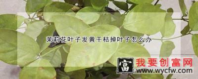 茉莉花叶子发黄干枯掉叶子怎么办