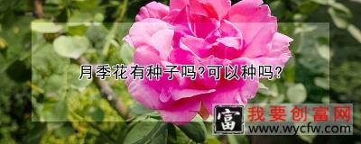 月季花有种子吗?可以种吗?