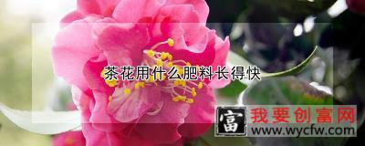 茶花用什么肥料长得快