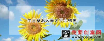 向日葵怎么养才不会枯萎