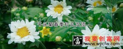 千头菊春季打几次顶