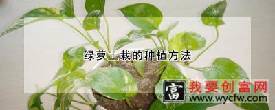 绿萝土栽的种植方法