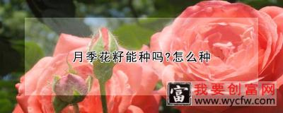 月季花籽能种吗？怎么种