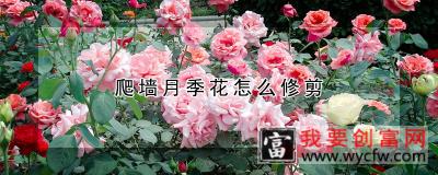 爬墙月季花怎么修剪