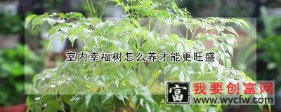 室内幸福树怎么养才能更旺盛