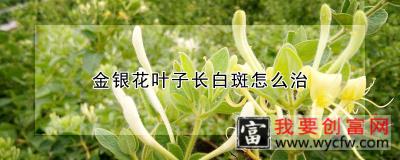 金银花叶子长白斑怎么治