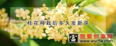 桂花移栽后多久发新芽