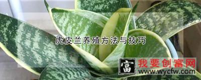 虎皮兰养殖方法与技巧