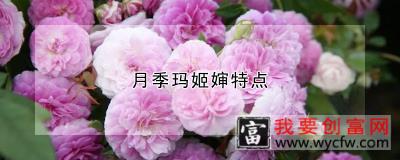 月季玛姬婶特点