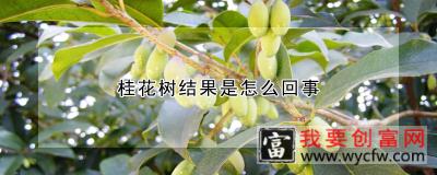 桂花树结果是怎么回事