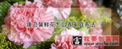 康乃馨鲜花怎么养家庭养法