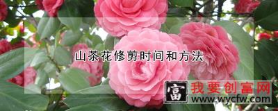 山茶花修剪时间和方法